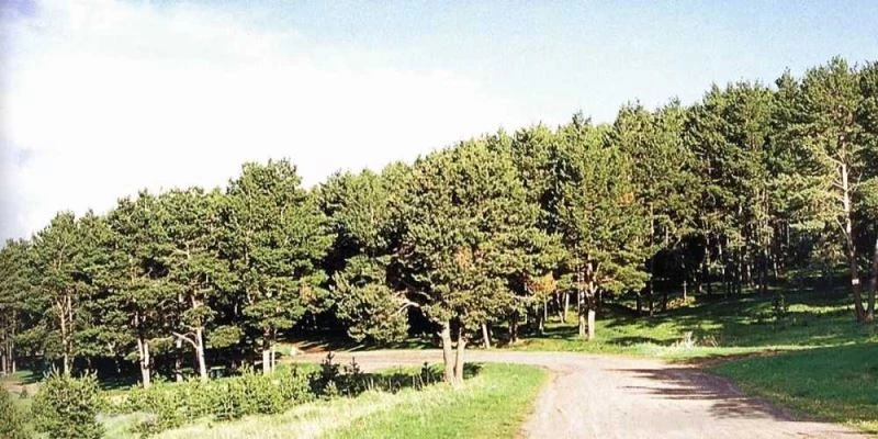 Ardahan’da mangal, semaver, ateş  yakılması ile havai fişek ve dilek balonu uçurmak yasaklandı
