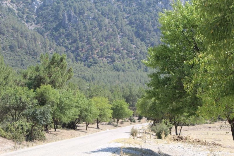 Badem ağaçlarının koruduğu ormanda 30 yıldır yangın çıkmadı
