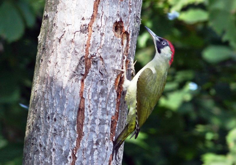 Hersek Lagününde yeşil ağaçkakan ile kuş tür sayısı 236’ya yükseldi
