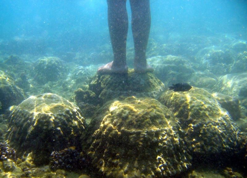 Tayland’dan mercanlara zarar veren kimyasal içerikli güneş kremlerine yasak

