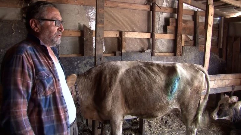 Arnavutköy’de çayırlıkta otlayan hayvanlara bıçaklı saldırı: 7 hayvanı bıçaklayıp kuyruklarını kestiler
