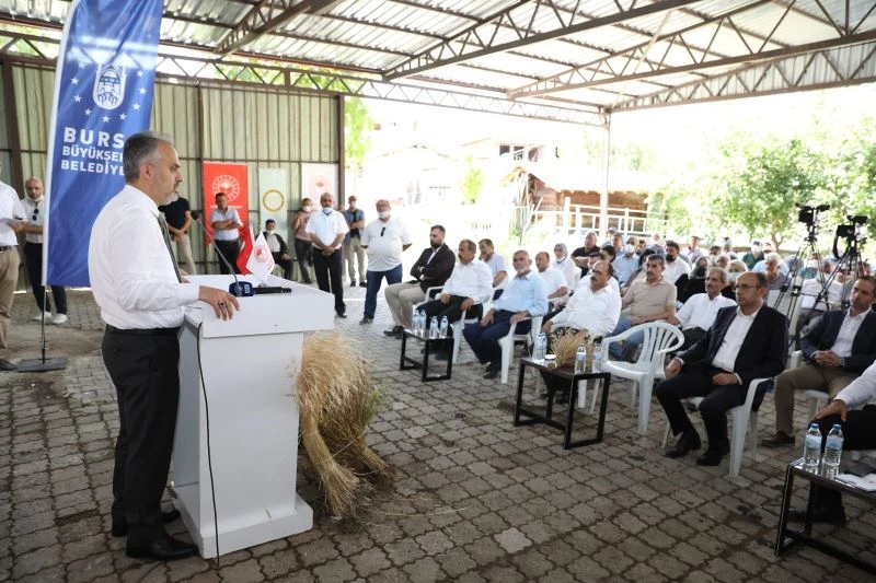 Siyez buğdayı ve çörek otunda hasat zamanı
