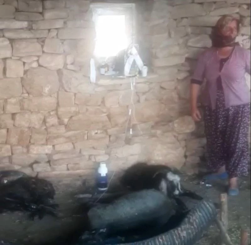 6 gün alevlerin arasında mahsur kalan keçi, kurtarıldıktan sonra litrelerce suyu kana kana içti
