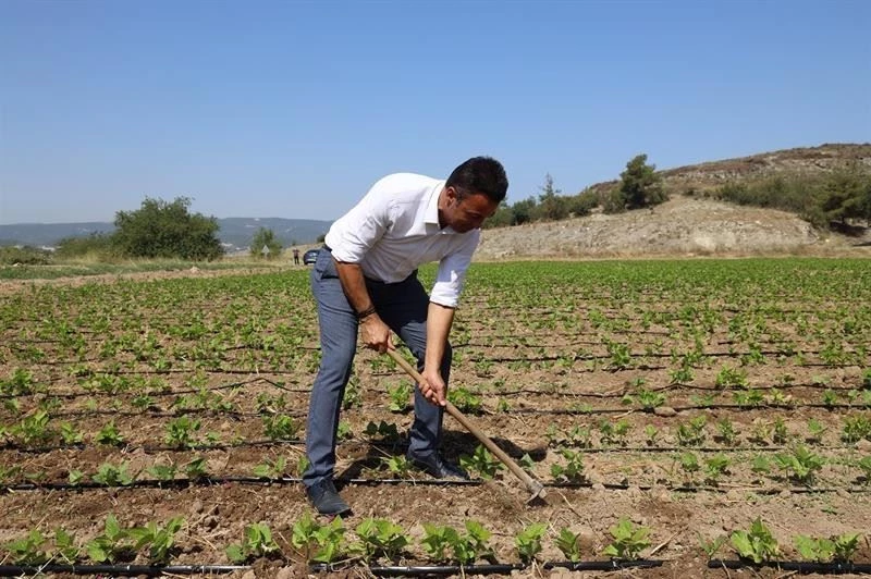 Tarım ve Orman Müdürü Yoldaş, işçilerle çapa yaptı
