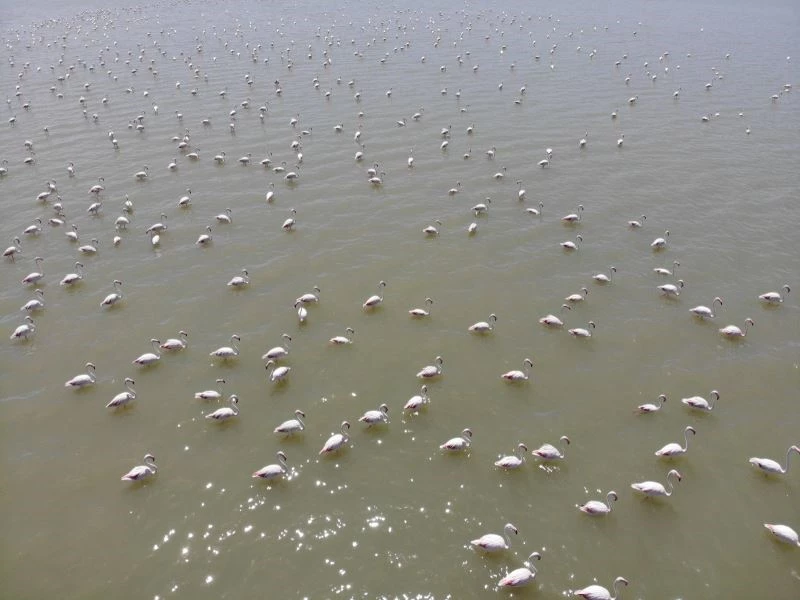 Van Gölü Havzası’nın narin kuşları flamingolar görsel şölen sunuyor
