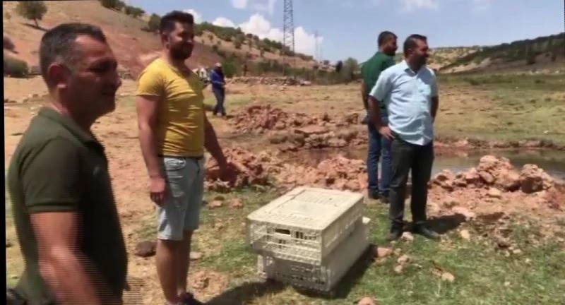 Gercüş’te yüzlerce sülün doğaya bırakıldı
