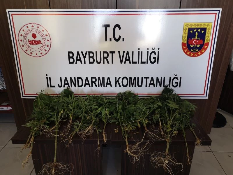 Bayburt’ta bir miktar kenevir ele geçirildi
