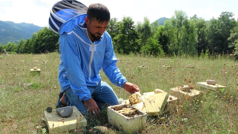 Ordu’da ‘kraliçe arı’ üretimi her geçen gün artıyor
