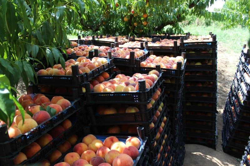 Çarşamba Ovası’nda şeftali hasadı
