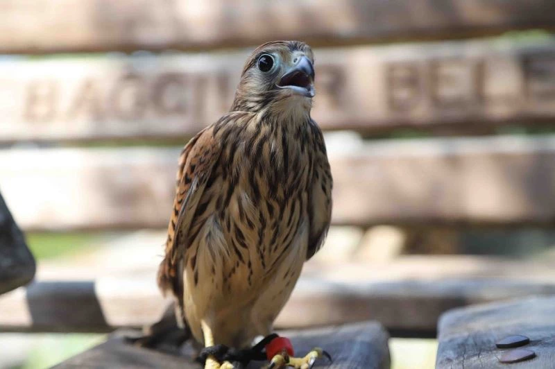 Bağcılar’de yavru kerkenez kuşu bulundu
