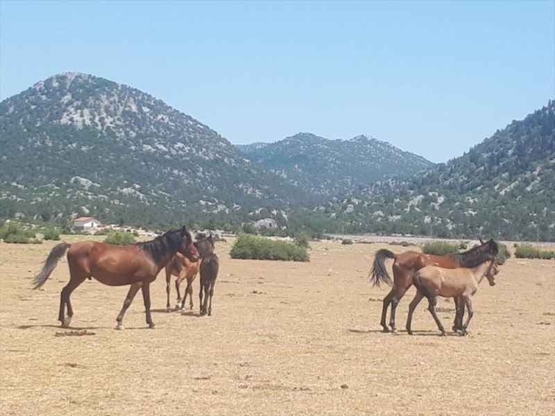 Antalya Eynif Ovası