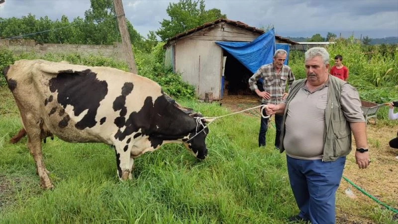 Sakaryalı şehit babası orman yangını mağdurlarına ineğini bağışlayarak destek verdi