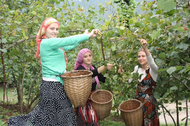 Giresunlu fındık üreticileri hasat için bahçeye girdi
