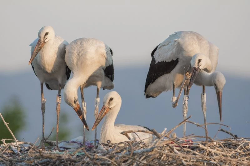 Yaren’in yavrusu Beşnumara yuvadan uçtu...Halka ile uydudan böyle takip ediliyor
