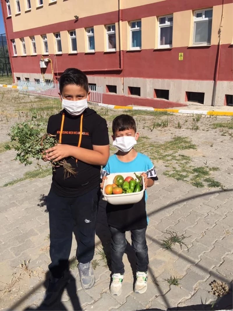 Öğrenciler, yetiştirdikleri ürünleri hasat etti
