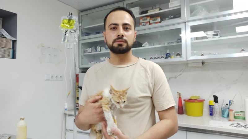 Muğla’daki yangınlarda yaralanan kedi Eskişehir’de tedavi altında
