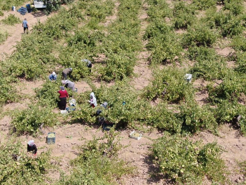 ’Hatun parmağı’ üzümünde hasat zamanı
