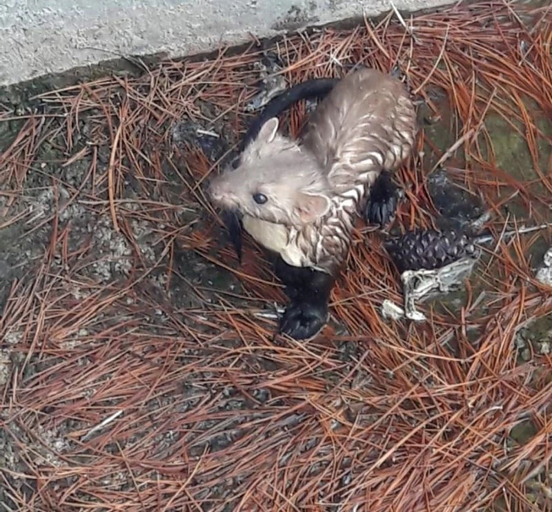 Sulama havuzunda mahsur kalan sansar, plastik boru ile kurtarıldı
