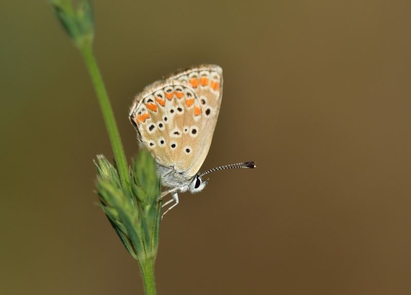 Türkiye’deki kelebek türlerinin yarıdan fazlası Van Gölü havzasında yaşıyor

