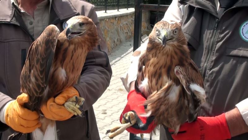 Yozgat’ta yaralı 2 kızıl şahin ve baykuş tekrardan doğaya salındı
