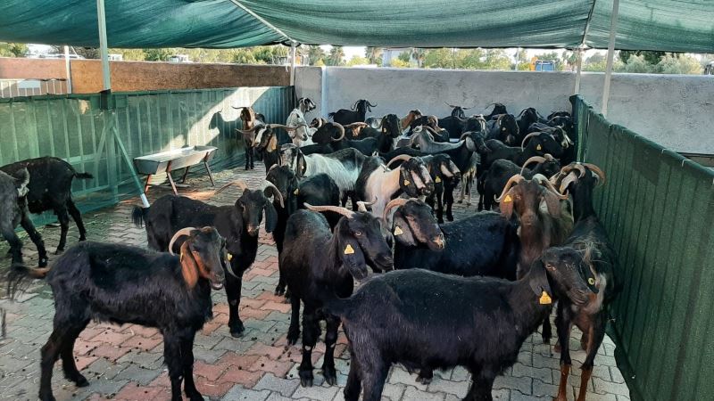Yangın bölgesinde yaşayanlar için 41 damızlık keçi gönderildi
