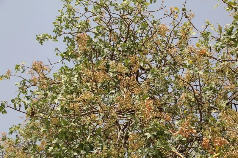 Bu ürün en çok Arap ülkeleri tarafından tüketiliyor, kilosu altınla yarışıyor
