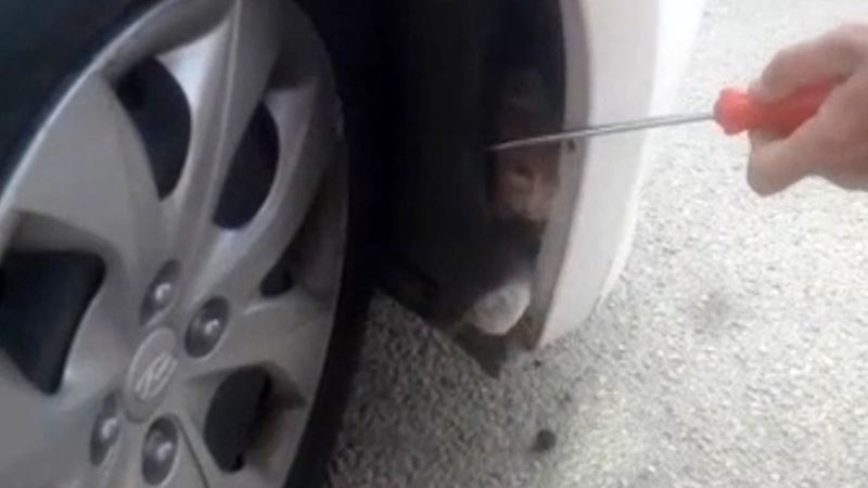 Otomobil tamponunda mahsur kalan kedi kurtarıldı
