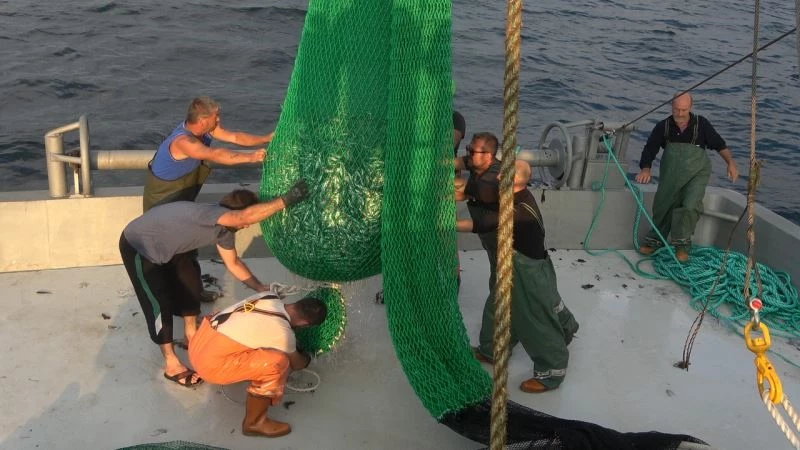 Ağlara kasa kasa istavrit takıldı
