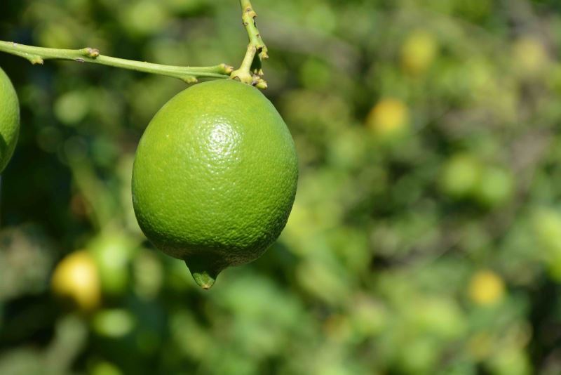 TİGEM 2 bin 200 ton limonu ihale ile satışa sunacak
