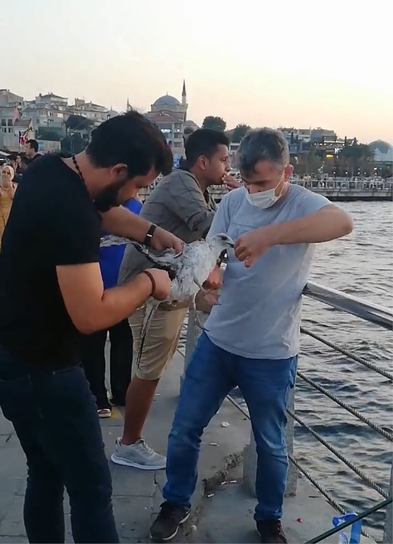 (Özel) Üsküdar’da balıkçı oltasına dolanan martıyı vatandaşlar kurtardı
