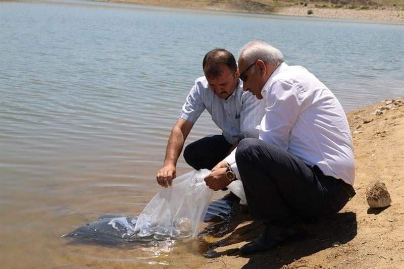 Kırıkkale’de 100 bin pullu sazan yavrusu gölete bırakıldı
