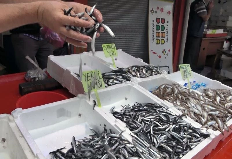 Erken başlayan hamsi sezonu, erken bitecek endişesi

