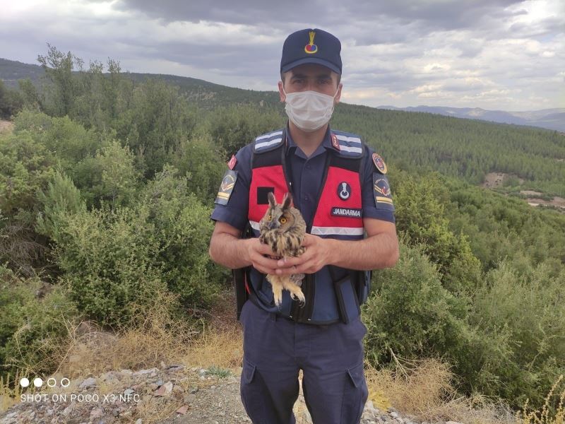 Burdur’da yaralı baykuşu jandarma kurtardı
