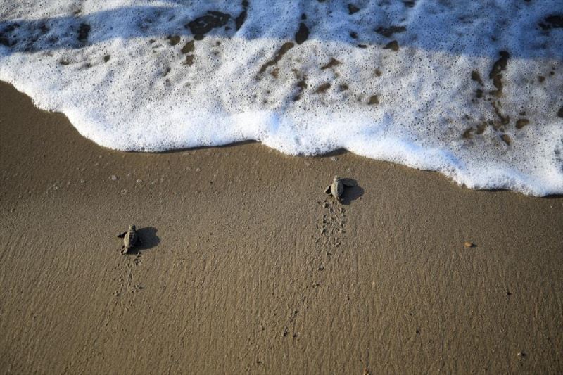 Caretta caretta yavruları zorlu 