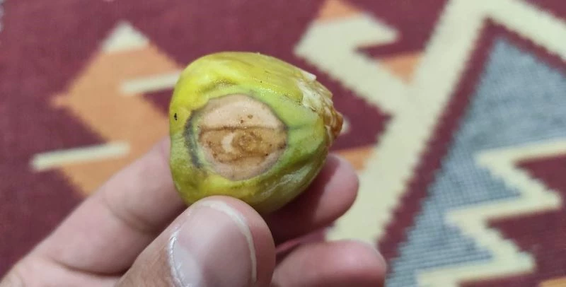 Siirt’te incirde ay ve yıldız göründü
