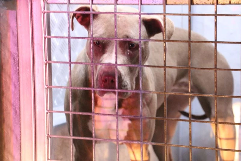 Polis memuru ve gece bekçisi pitbull saldırısında yaralandı
