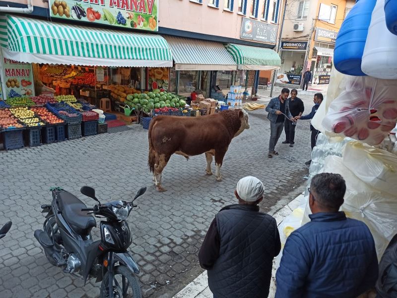  Besihaneden kaçan dana çarşı esnafına zor anlar yaşattı
