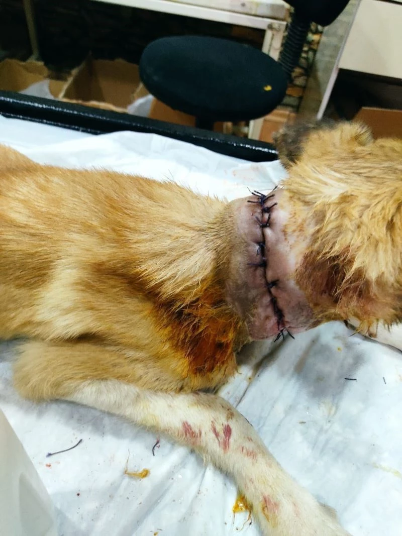 Boğazı kesik halde bulunan köpeği vatandaşlar kurtardı
