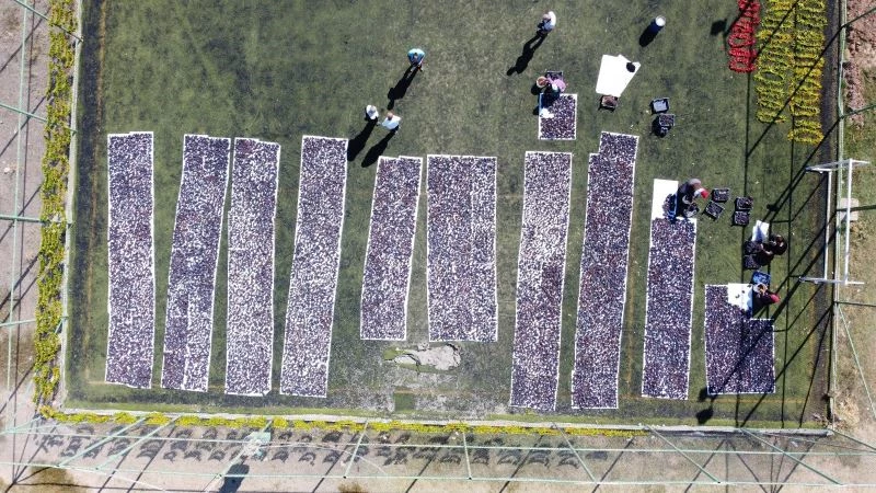 Halı sahada kurutulmaya bırakılan 3 ton üzüm renkli görüntüler oluşturdu
