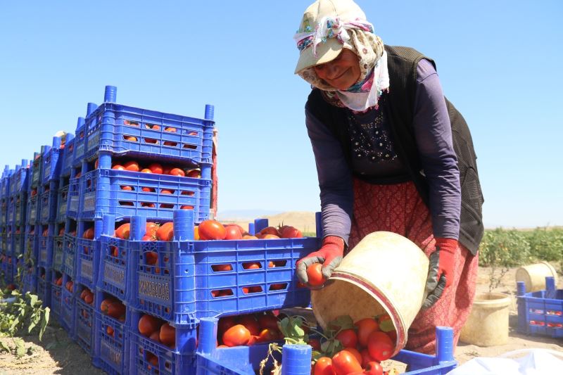  Domateste yüksek verim tezgahtaki fiyatı düşürmedi
