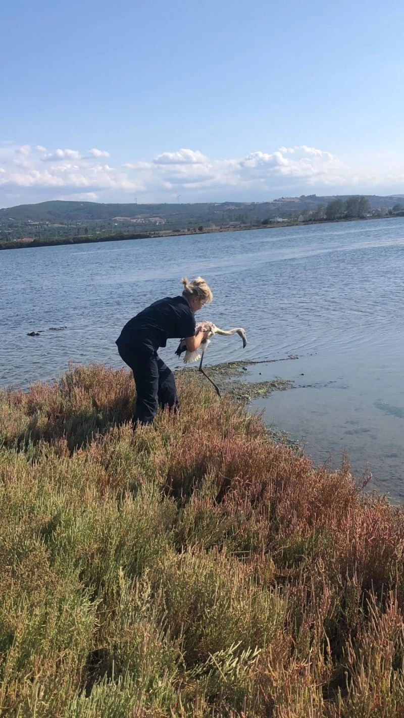 Yorgun flamingo tedavisinin ardından doğaya salındı
