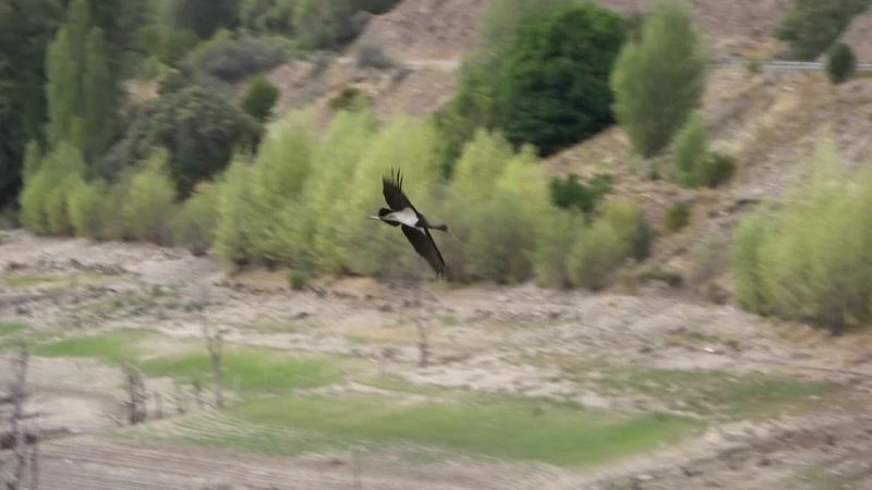 Biri bile nadir görülürken, ikisi bir arada görüntülendi
