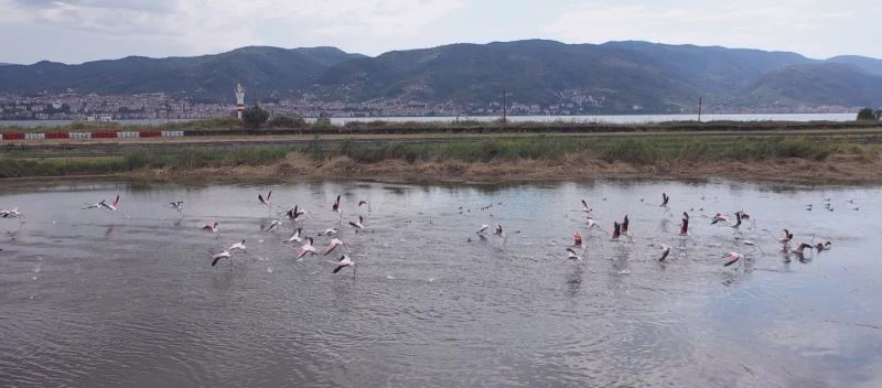 Fener Gölü, flamingoların dinlenme alanı oldu
