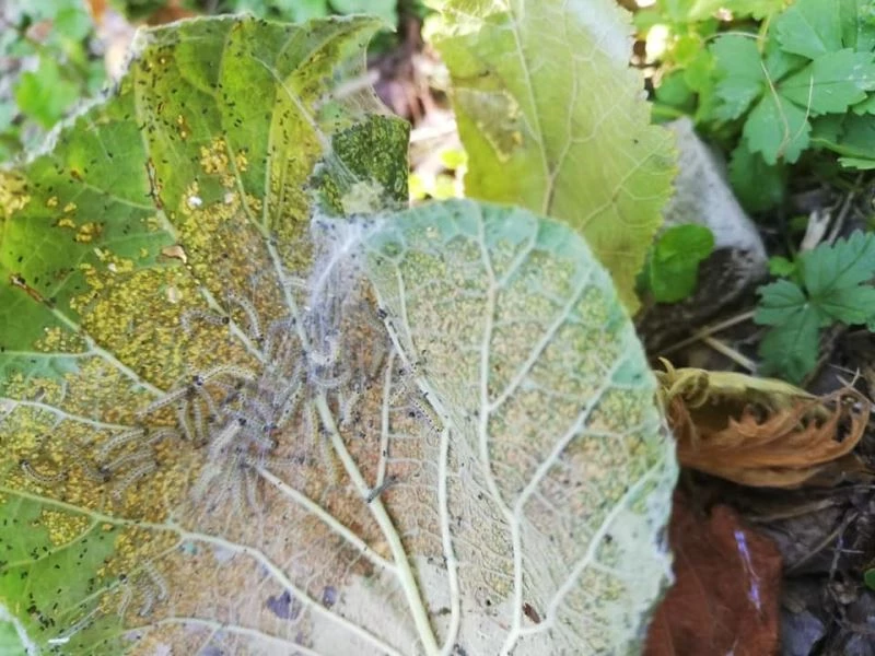 Amerikan Beyaz Kelebeği ile mücadele uyarısı
