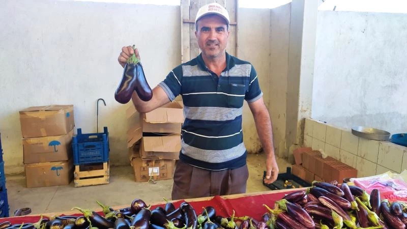 Kalp şeklinde patlıcan
