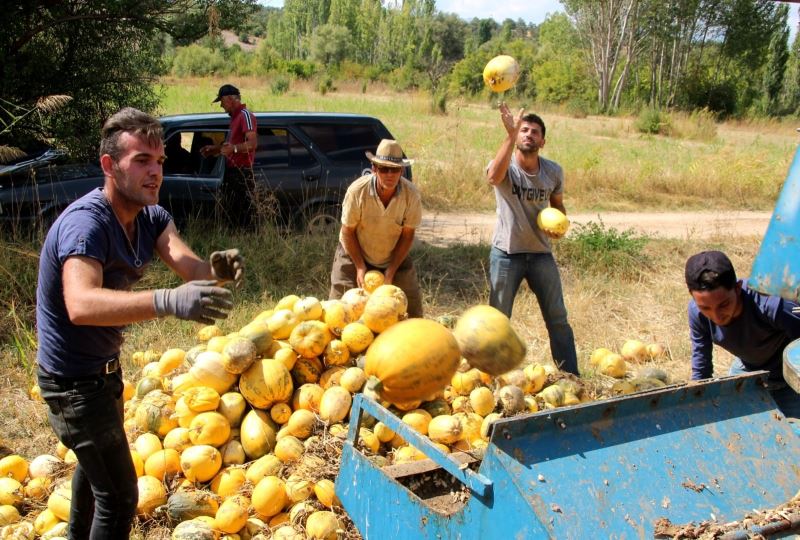 Beyşehir’de genç çiftçiler deneme amaçlı çekirdeklik kabak yetiştirdi
