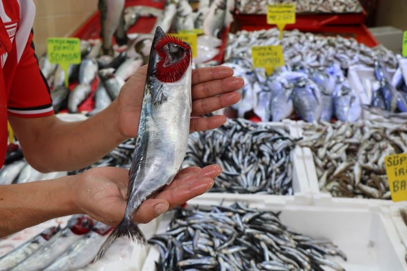 Karadeniz’in nazlı balığı palamuttan iyi haber
