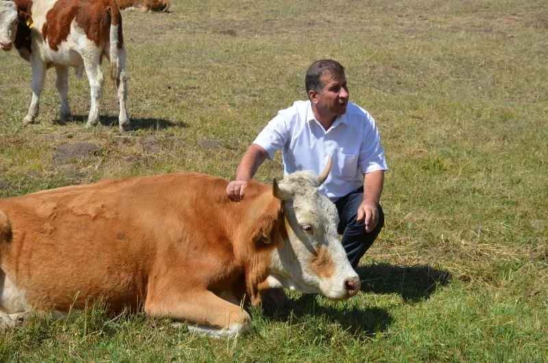 Bu ilçede gebe inekler artık kesilmeyecek
