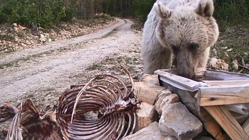 Erzurum’un yaban hayatını ormana kurduğu fotokapanla görüntüledi
