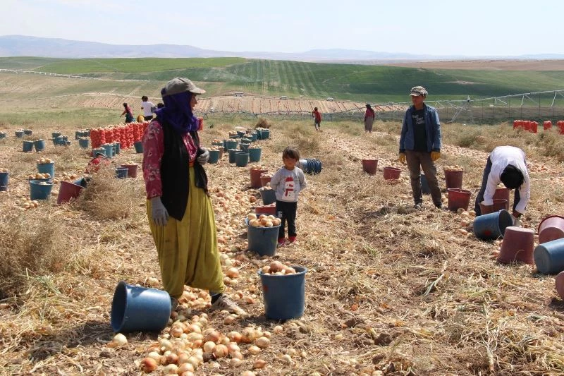 Başkent’te soğan hasadı başladı, tarlalar kırmızıya büründü
